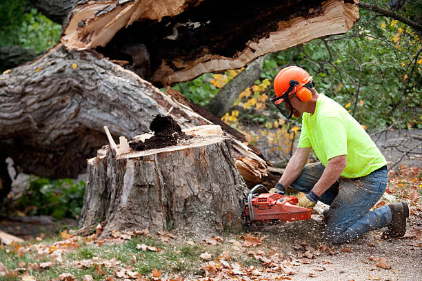 North Royalton, OH Tree Services Company