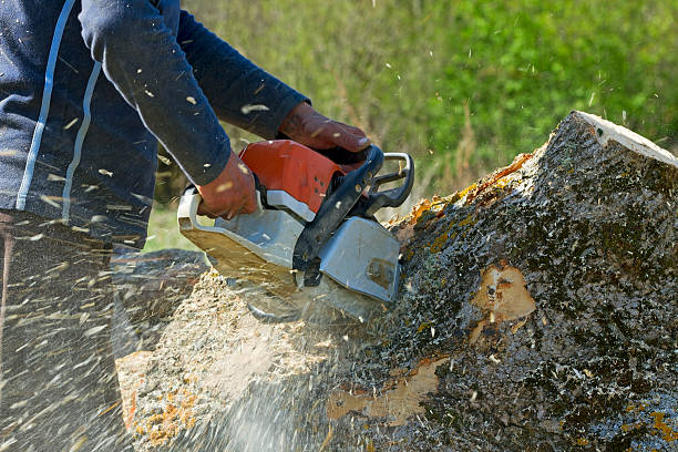 Best Hedge Trimming  in North Royalton, OH